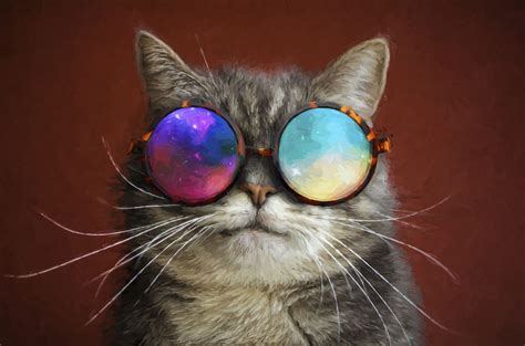 Cat With Glasses Wallpapers - Wallpaper Cave