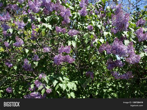 Lilac Bush Spring Image & Photo (Free Trial) | Bigstock