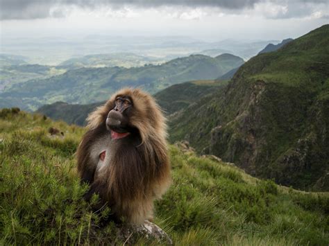 An Incredible Look at a Monkey Being Born