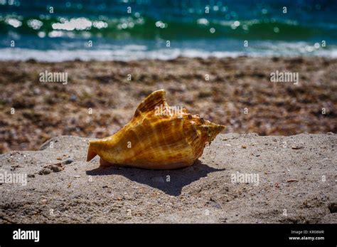 Shell of clam on the beach Stock Photo - Alamy