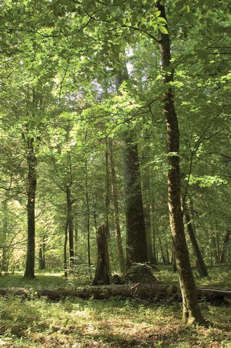 Belovezhskaya Forest | Belarus, Białowieża, UNESCO | Britannica