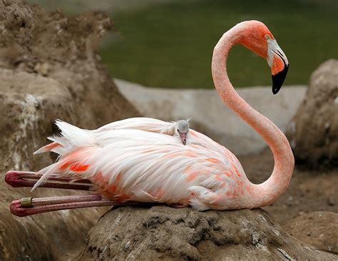 Flamingo_T6C1990 | A Flamingo sitting on her nest with her b… | Flickr