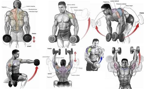 The Shoulder Workout | Shoulder dumbbell workout, Shoulder workout, Dumbbell workout