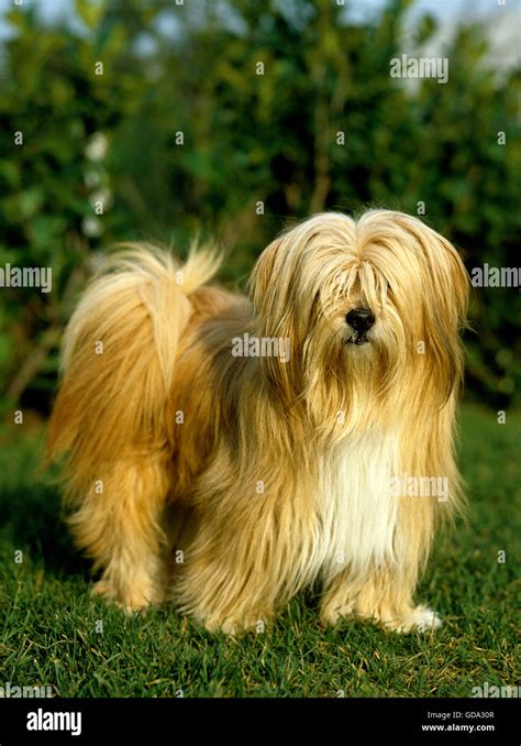 Tibetan terrier hi-res stock photography and images - Alamy