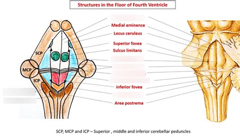 Fourth Ventricle Diagram | Quizlet