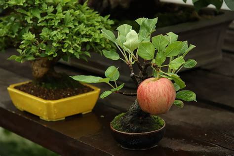 18 Stunning And Very Rare Bonsai Trees