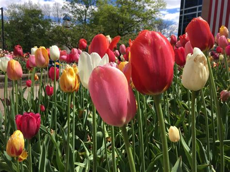 Candy Colored Tulips | Kean University campus | Alan Levine | Flickr