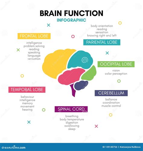 Creative Human Brain Infographic Concept Lobe Mind Stock Vector ...