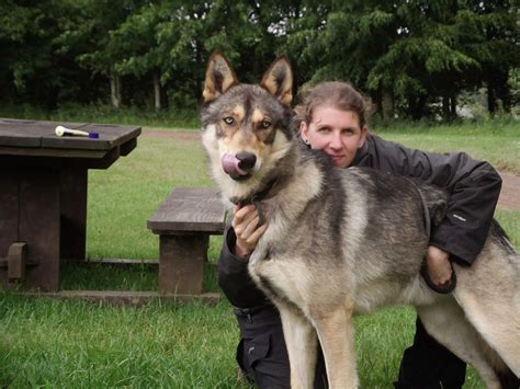 5 Most Amazing Wolf Hybrid Dogs You Have Ever Seen | Wolf dog, Top 10 ...