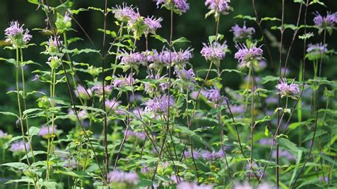 Wild Bergamot | University of Maryland Extension