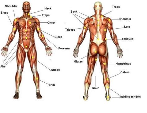 Muscles, I forget some of the names | Leg and glute workout, Leg ...