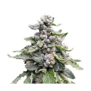 Tropicana Cookies Cannabis Strain Information and Review