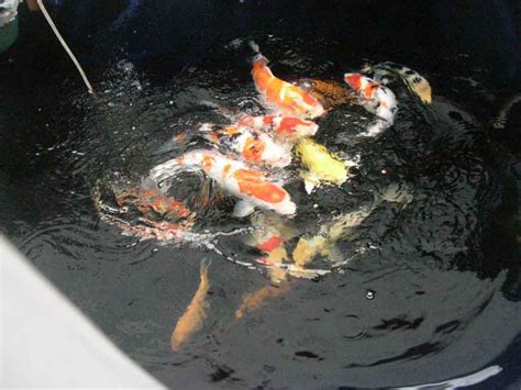 koi fish pictures : Biological Science Picture Directory – Pulpbits.net