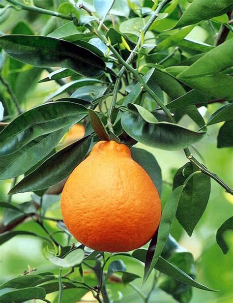 Citrus Tangelo 'Minneola' 16" Pot - Hello Hello Plants