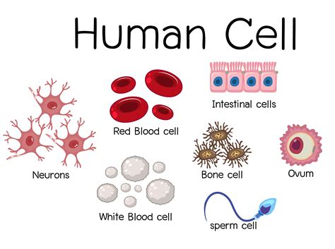 Diagram Of Human Bone Cell