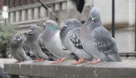 How New York City Pigeons Comforted Me Through Divorce - The Dodo