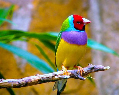 Beautiful bird, bonito, bird, nature, HD wallpaper | Peakpx