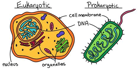 Bilingual Year 6: What are the different type of cells?