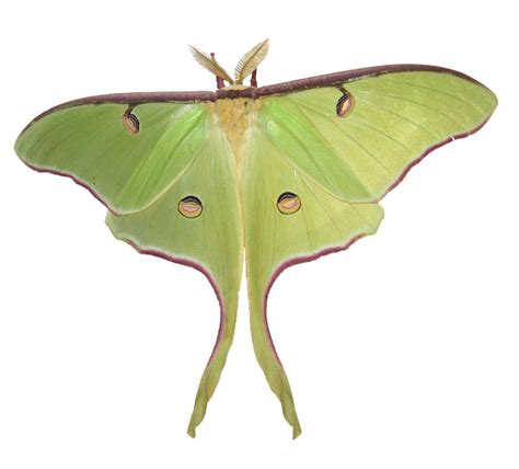 Luna Moth How to identify it? - Picture Insect