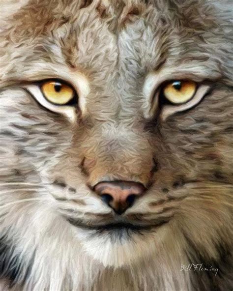 Goodinfo: Bobcat Eye Close Up