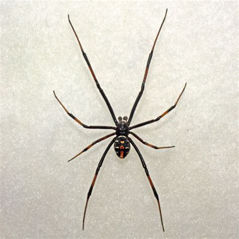 6 male black widow spider pictures in Biological Science Picture ...