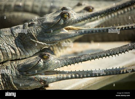 Gharials in a breeding center in Chitwan national park in Nepal Stock Photo - Alamy