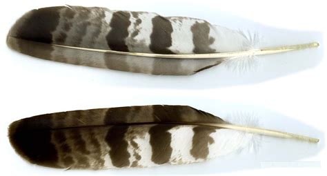 Honey Buzzard feathers