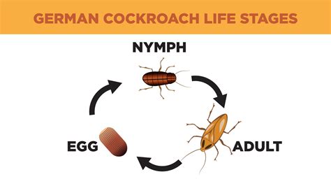 Invincible Insects: How To Get Rid of German Cockroaches - Lloyd Pest ...