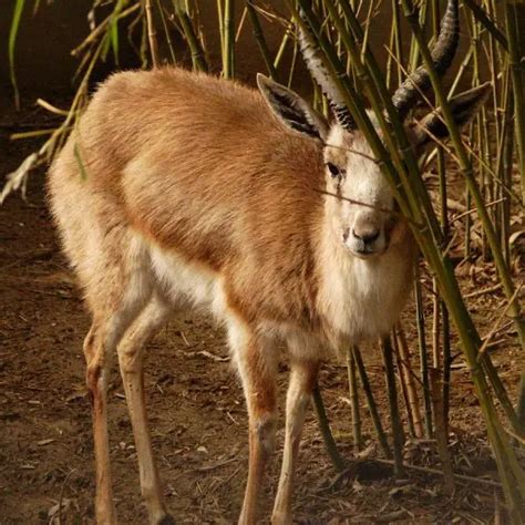 Goitered Gazelle - Facts, Diet, Habitat & Pictures on Animalia.bio