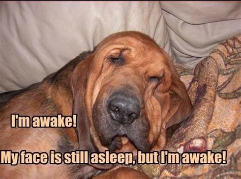 14 Funny Bloodhound Memes That Will Make Your Day! | PetPress