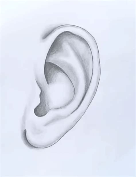 How to draw ears step by step for beginners, Hello friends in this blog post i will provide Ear ...