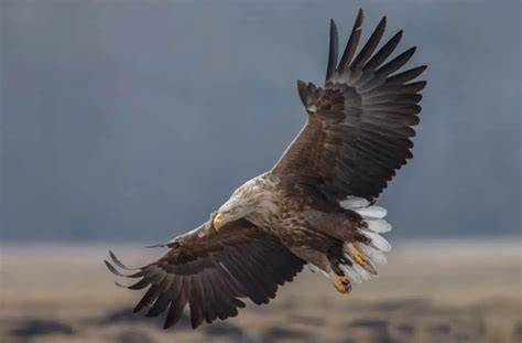 White-Tailed Eagle - Worldwide Nature