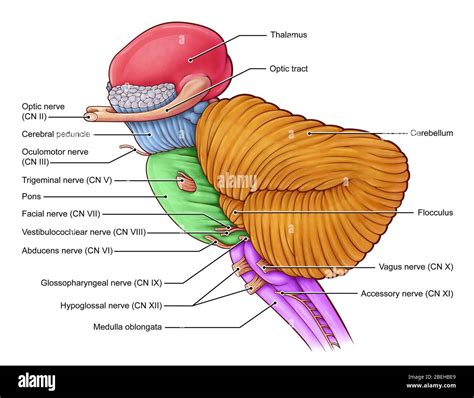 Diencephalon and Brainstem, illustration Stock Photo - Alamy