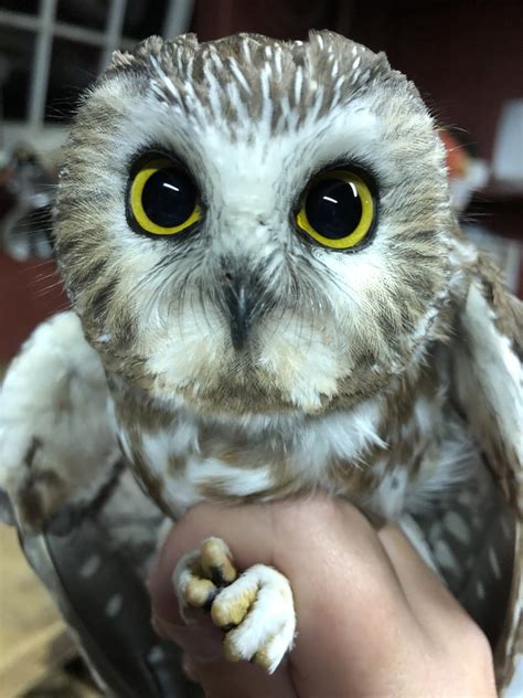 Youth Birders: Saw-whet Owl Banding at Rushton Farm Preserve - Delaware Ornithological Society