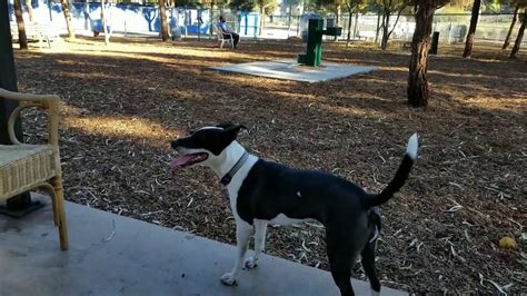 Knoll Hill Dog Park - YouTube