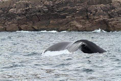 Free photo: Humpback Whale - Animal, Atlantic, Big - Free Download - Jooinn