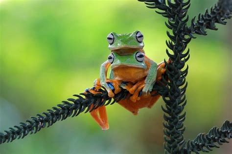 "Javan gliding tree frog" by kuritoafsheen | Tree frogs, Frog, Animals