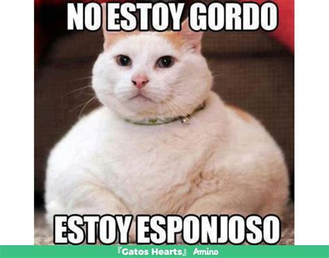 Memes de gatos 🐈 | Amino Gatos En Español Amino