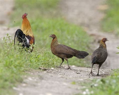 Pheasant Breeding Centre Morni - Alchetron, the free social encyclopedia