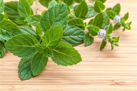 Close-up of fresh peppermint leaves 2037459 Stock Photo at Vecteezy