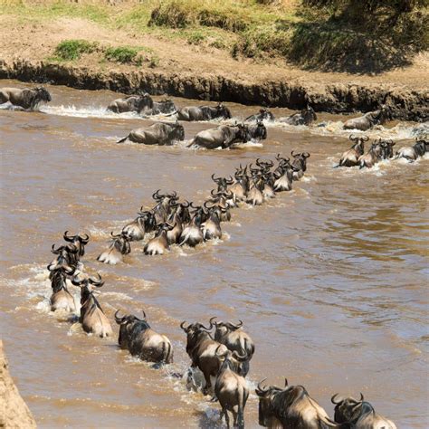 Serengeti Migration Safari - Kili Footprints