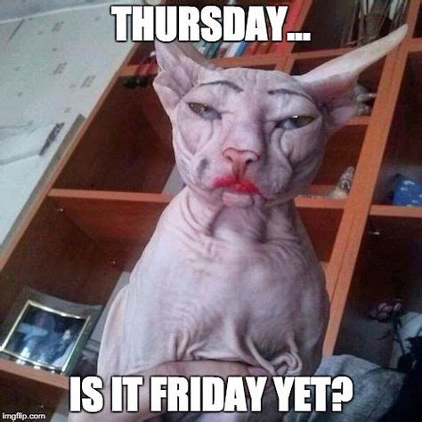 Thursday... Is it Friday Yet #thursdaygotmelike #cat #hairless #hairlesscat #friday #catinmakeup ...