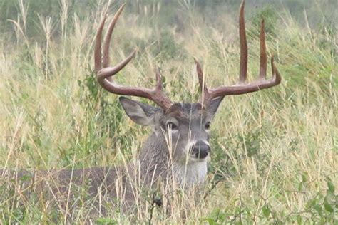 White-Tailed Deer Gallery - King Ranch Hunting