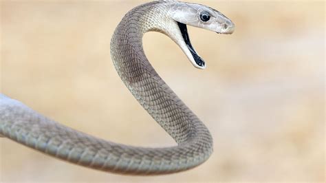 Most Venomous Snake In The World