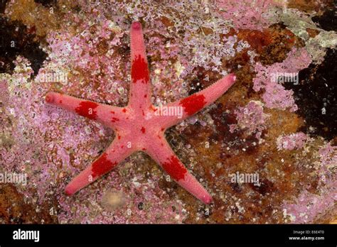 Atlantic Blood Star, Slender sea star, Bloody Henry, Blood starfish Stock Photo: 72840544 - Alamy