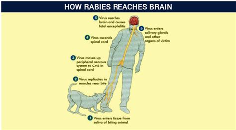 How Do You Prevent Rabies In Dogs