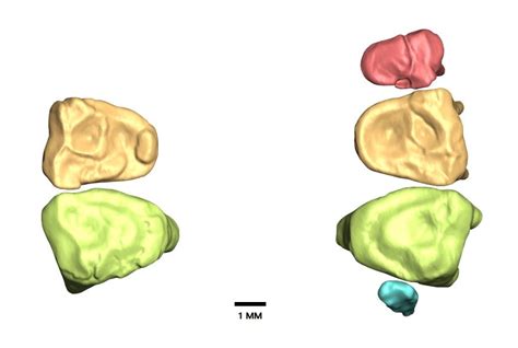 Photos: Fossils Reveal Pint-Sized Primate | Live Science