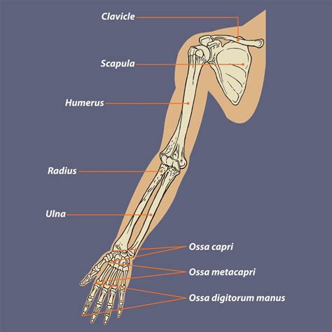 Anatomiediagramm des menschlichen Armskeletts - Download Kostenlos Vector, Clipart Graphics ...