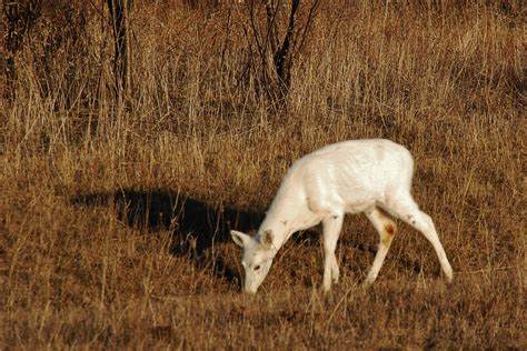 Mission Musings: White Deer in Seneca, New York