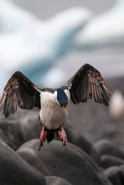 Premium Photo | Imperial cormorant in breeding colony paulet island ...